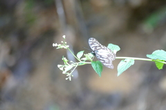 Graphium leonidas