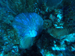 Fungia fungites