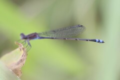 Enallagma novaehispaniae