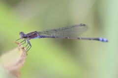 Enallagma novaehispaniae