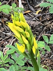 Gavilea lutea