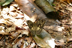 Euriphene