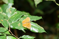 Bebearia zonara