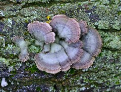 Schizophyllum commune