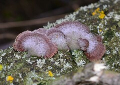 Schizophyllum commune