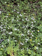 Codonorchis lessonii