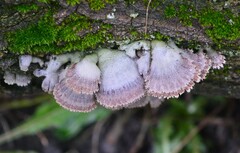 Schizophyllum commune