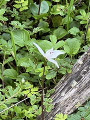Codonorchis lessonii