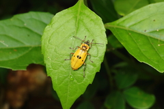 Chauliognathus flavipes