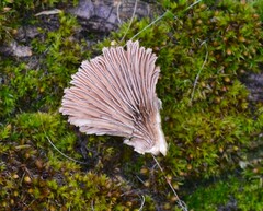 Schizophyllum commune