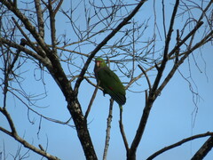 Amazona vinacea