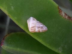 Cochlicella