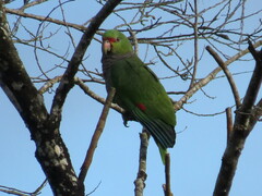 Amazona vinacea