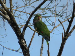 Amazona vinacea