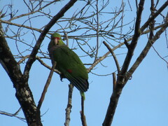 Amazona vinacea