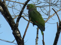 Amazona vinacea