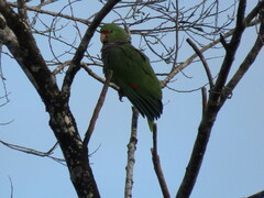 Amazona vinacea