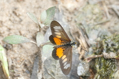 Acraea peneleos