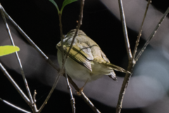 Phylloscopus plumbeitarsus