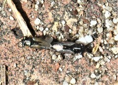 Geocoris lineolus cognatus