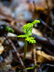 Botrychium lanceolatum image