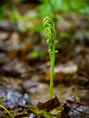 Botrychium matricariifolium