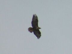 Buteo rufinus cirtensis