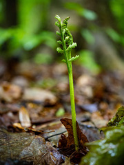 Botrychium matricariifolium