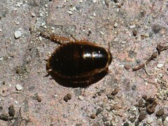 Poeciloblatta angusta