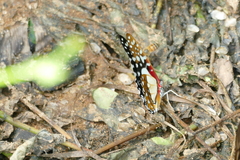 Graphium angolanus