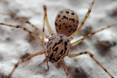 Scytodes thoracica