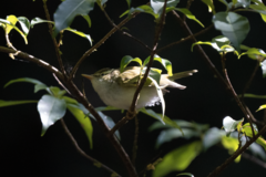 Phylloscopus plumbeitarsus