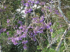 Jacaranda