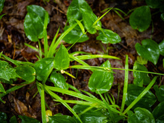 Carex blanda