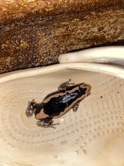 Phrynomantis bifasciatus