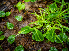 Carex blanda