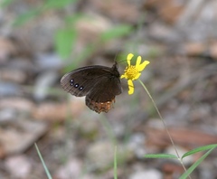 Gyrocheilus patrobas