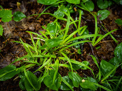Carex blanda