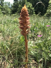 Orobanche elatior