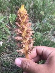Orobanche elatior