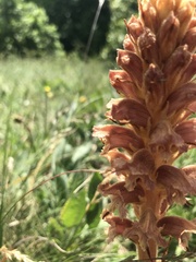 Orobanche elatior