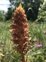 Orobanche elatior
