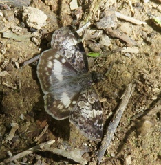 Chiomara georgina