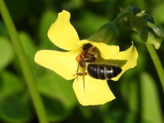Apis mellifera