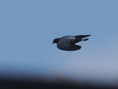 Columba rupestris