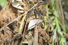 Charaxes thysi