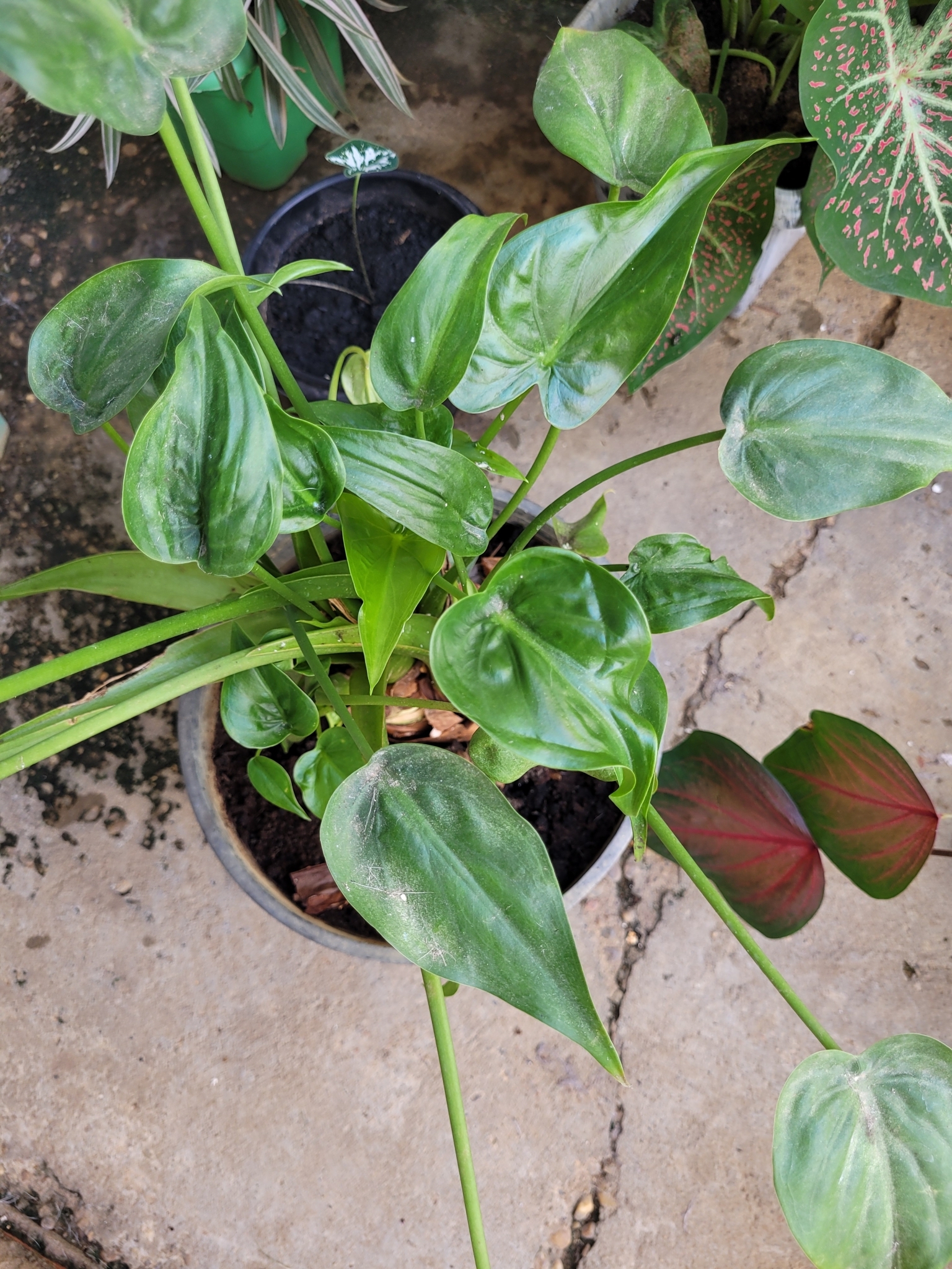 Alocasia cucullata