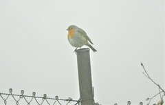 Erithacus rubecula rubecula