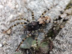 Arctosa perita