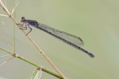 Enallagma novaehispaniae